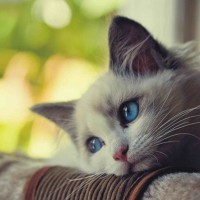 Avatar của người chơi Liễu Thùy My tại qq88 gg